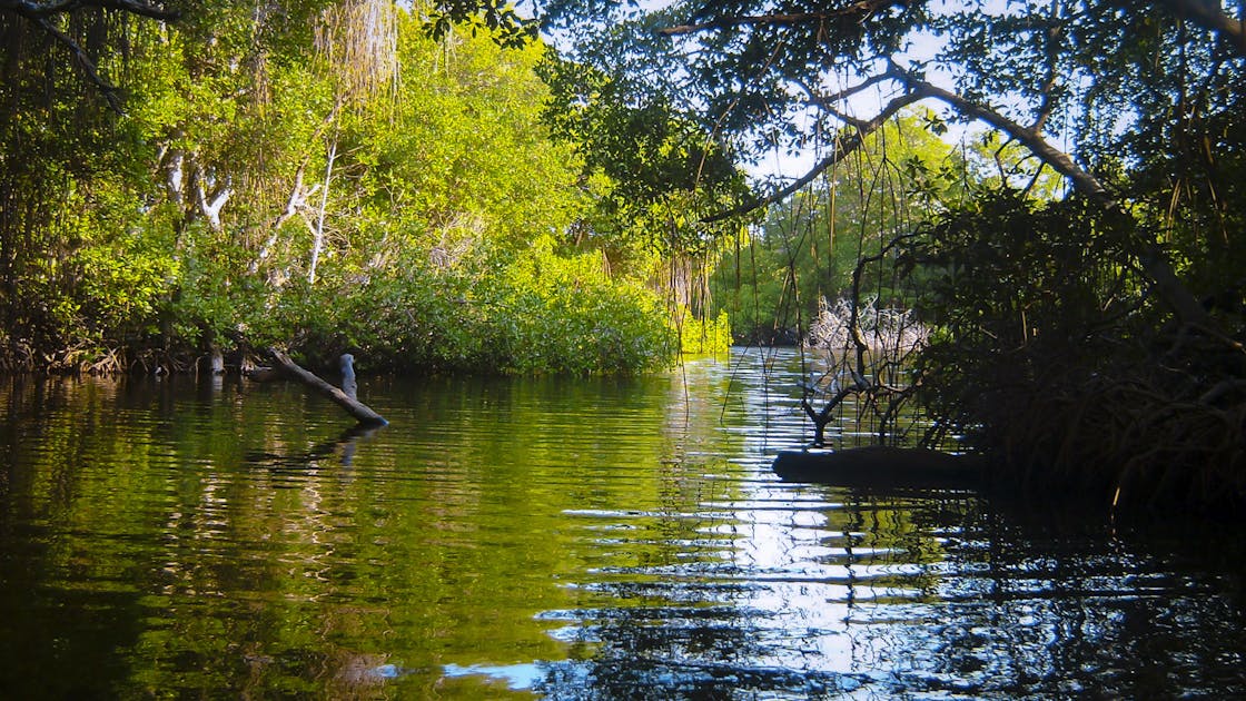 Guianan Forests & Savanna (NT21) | One Earth